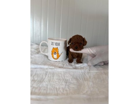 Tcup kore dişi poodle