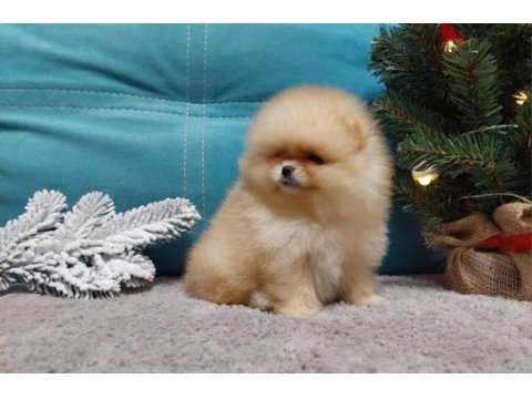 Teddy bear boo yavrular taksitle heryere gönderilir