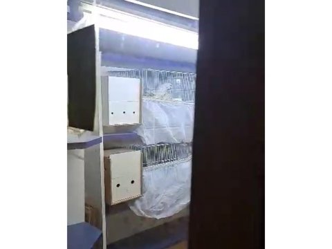 Hazır eş takim erkek albino dişi lutino sultan papağanı