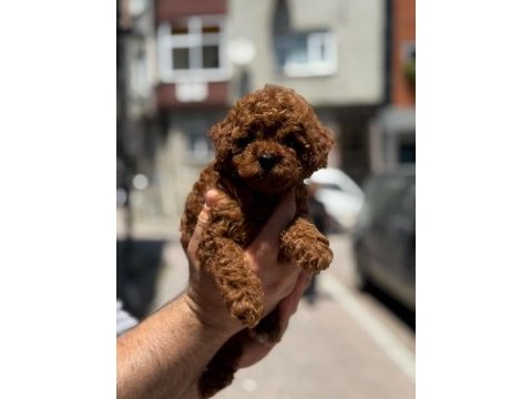 Toy poodle köpeği