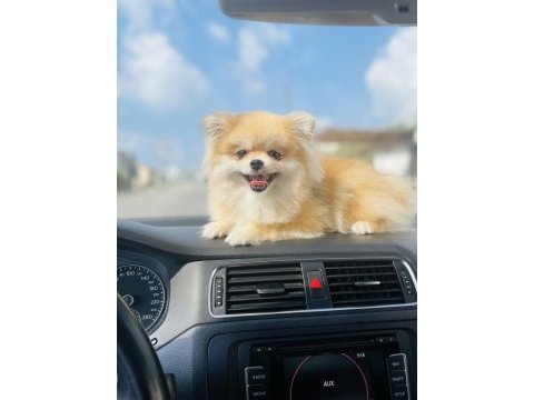 Orjinal pomeranian boo