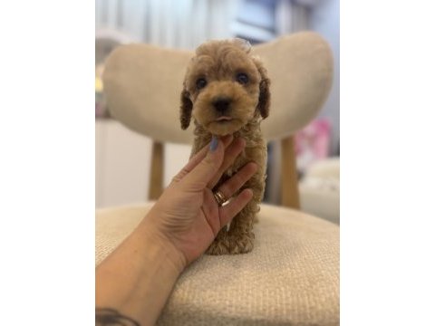 Orjinal maltipoo bebeklerim