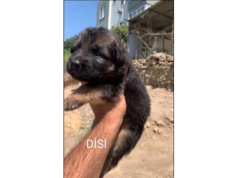 Orjinal alman çoban köpeği (alman kurdu) yavrusu