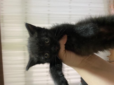 1.5 aylık british shorthair erkek yavrumuza yuva arıyoruz