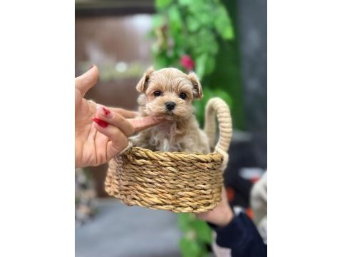 Vitrin güzeli maltipoo