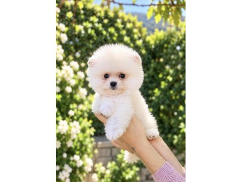 Kusursuz karbeyaz pomeranian boo