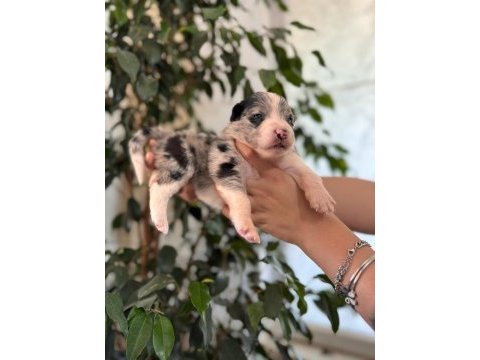 Tüm renkleriyle şecereli border collie yavrularımız