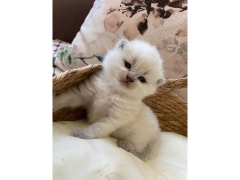 Safkan british shorthair yavrularım teslime