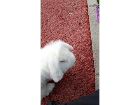 Hollanda lop tavşanımızı sahiplendirme