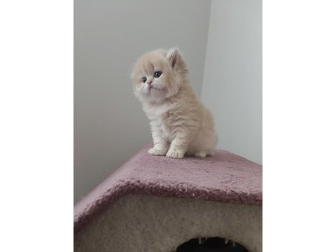 British longhair golden dişi