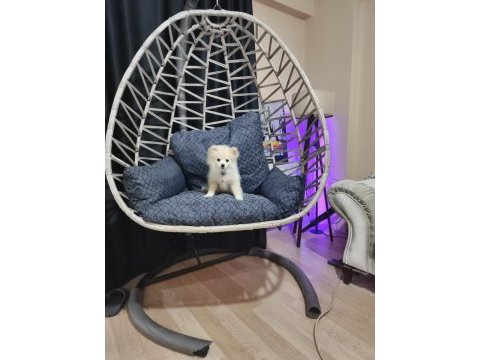 Pomeranian spitz 3-4 aylık