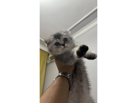 75 günlük scottish fold oğlumuz yeni yuvasını arıyor