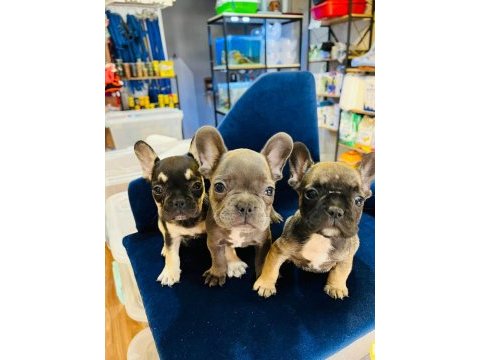 3 adet bulldog yavru