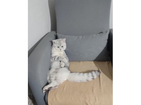Erkek scottish fold