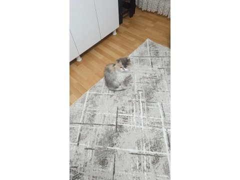 Kedimiz çiçek yeni evini arıyor