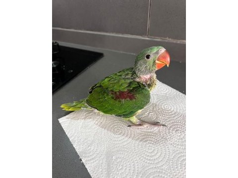 Bebek alexander maşallah el bebek