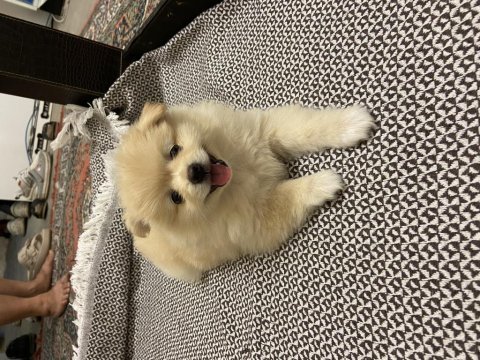 2 aylık dişi erkek pomeranian boo