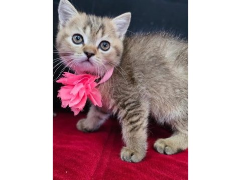 Scottish straight ve scottish fold yavrular