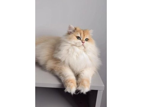 British longhair 1,5 yaşında ny12 dişi