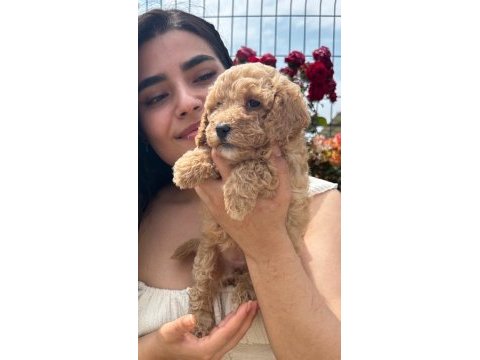 Çok şirin maltipoo yavrularımız