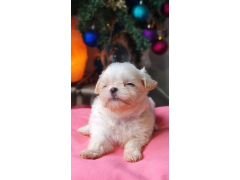 Teacup morkie yavrular