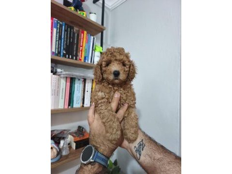 Toy poodle yavruları