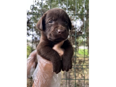 Harika güzellikte labrador yavrular