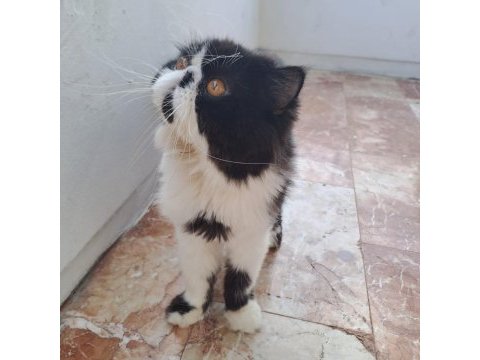 Kendi yavrularımız exotic shorthair