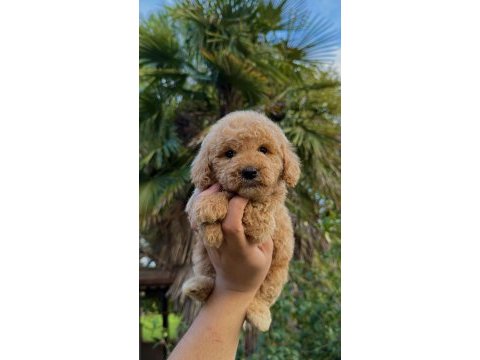 Toy poodle köpeğimiz yeni yuvasına hazır