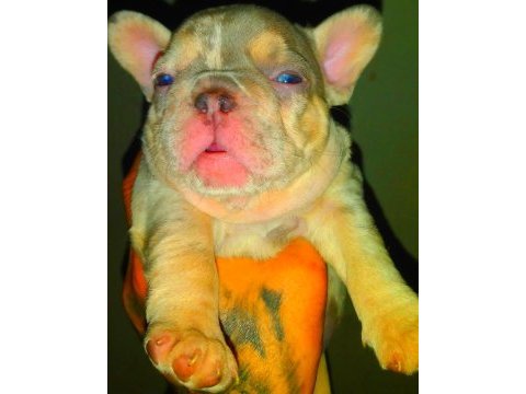 Anatomi harikası egzotik french bulldog