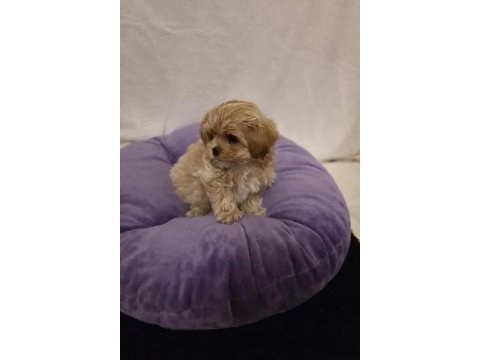 A kalite maltipoo yavrularımız