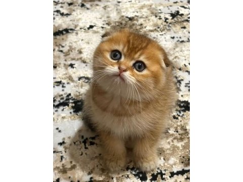 Scottish fold yuvam olur musunuz?