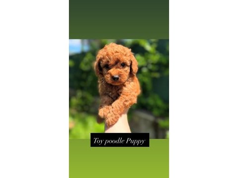 Toy poodle bebeklerimiz