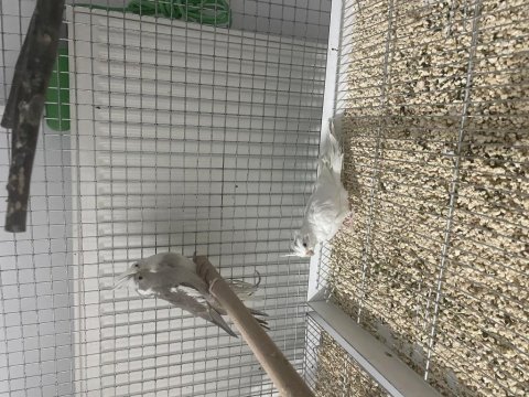 Birbirinden sağlıklı yavru sultan papağanlar