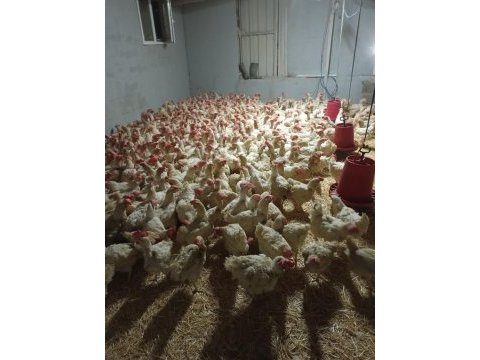 %60 randımanlı sandy yumurta tavuğu