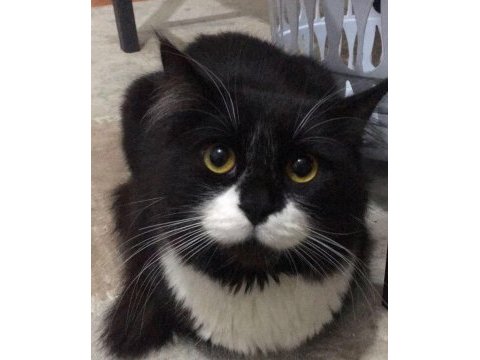 Scottish fold