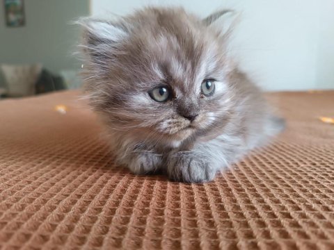British longhair tatlı kızımız
