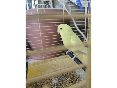 Bir çift muhabbet kuşu ve altı adet yavrusu ile verilecektir
