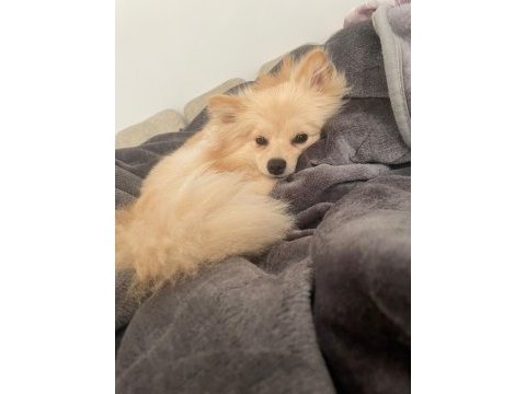 Köpeğimiz maya için kalıcı yuva arıyorum