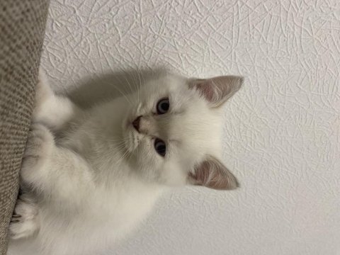 Golden point british shorthair yavruma yuva