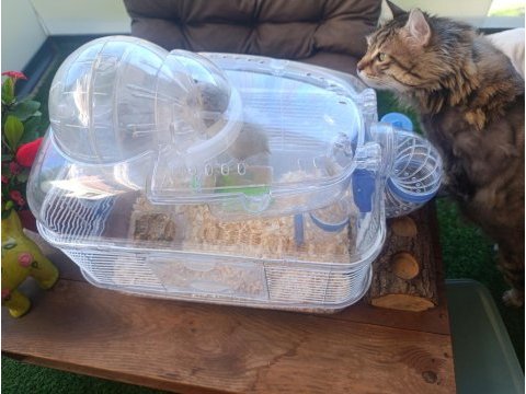 Hamster ve yuvası