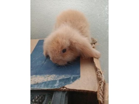 Lop tavşan karamel