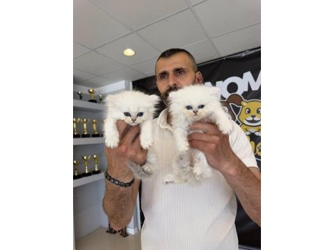 Top kafa scottısh fold yavruları fenomen pet shop