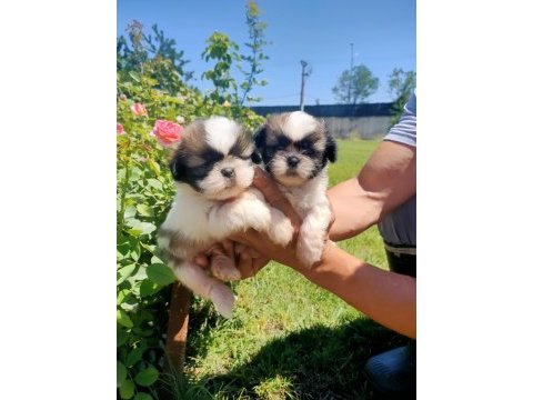 Shih-tzu yavrularım