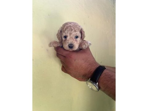 Maltipoo yavrularımızı canlı görerek alabilirsiniz
