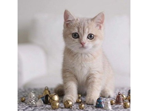 British shorthair lilac gold dişi yavru