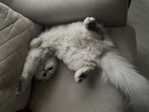 Scottish fold longhair