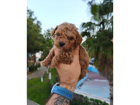 Poodle köpeğimizin tüm aşıları yapıldı