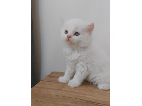 British shorthair