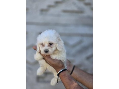 Nadir güzellikte maltese terrier yavrular